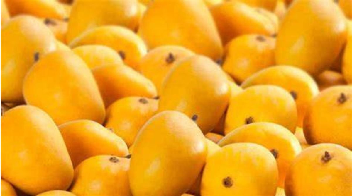 Hapus Mango